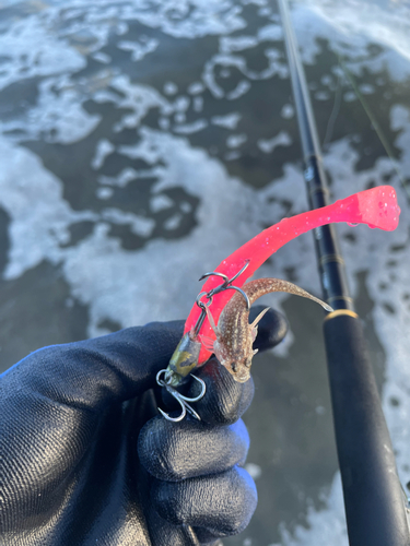 メゴチの釣果