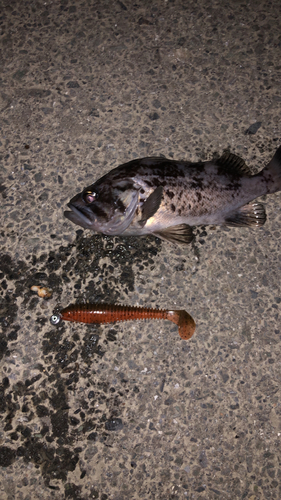 クロソイの釣果