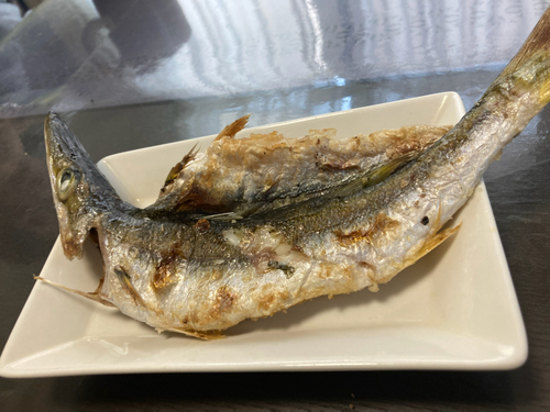 カマスの釣果