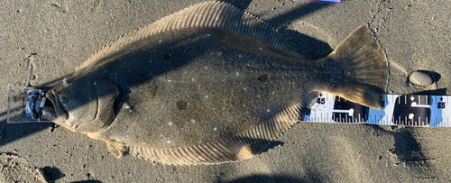 ヒラメの釣果