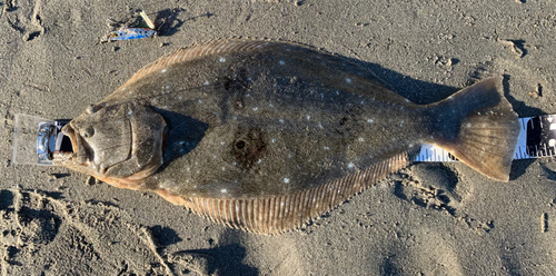 ヒラメの釣果