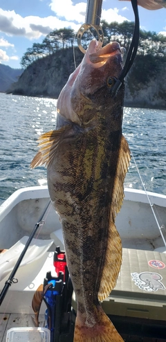 アイナメの釣果