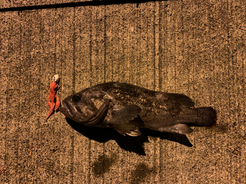 クロソイの釣果