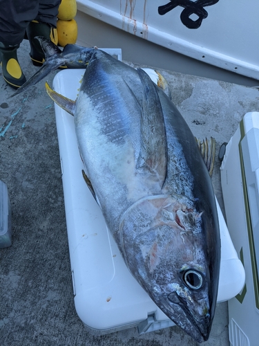 キハダマグロの釣果