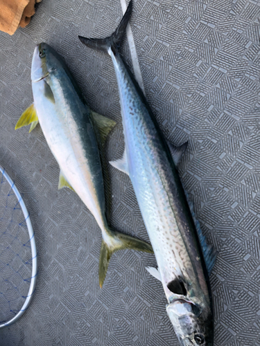 サワラの釣果