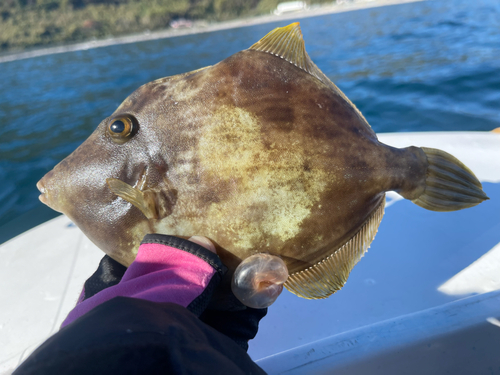 カワハギの釣果