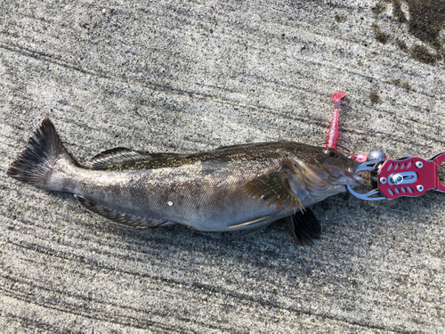 アイナメの釣果