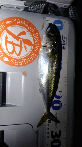 サバの釣果