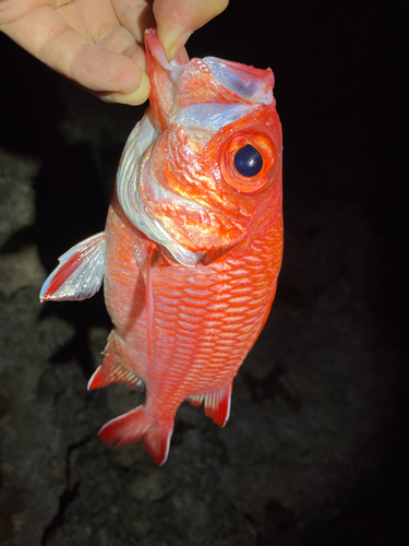 アカマツカサの釣果