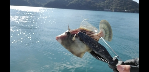 カワハギの釣果