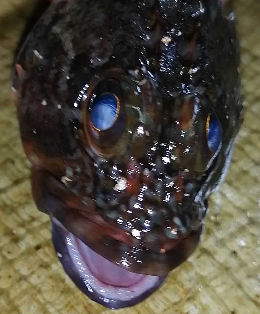 カサゴ