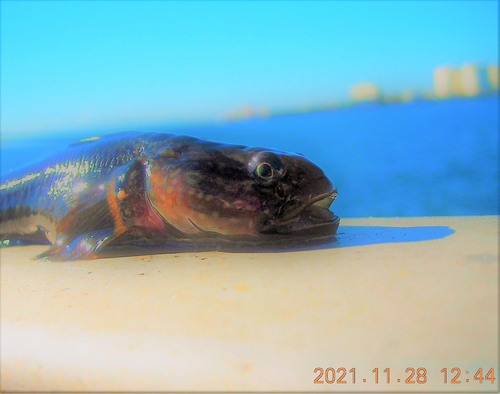 アカオビシマハゼの釣果