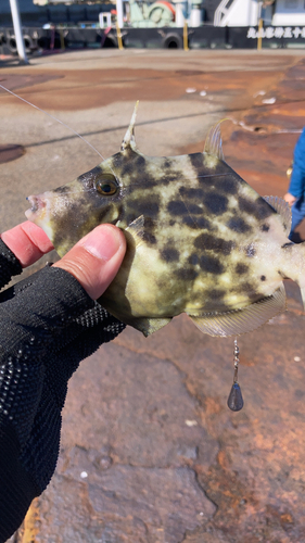 カワハギの釣果