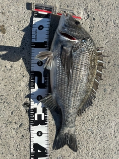 クロダイの釣果