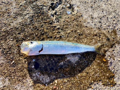 イワシの釣果