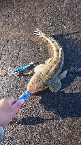 マゴチの釣果