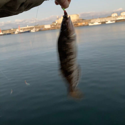 アイナメの釣果