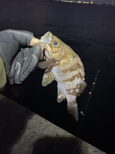 メバルの釣果