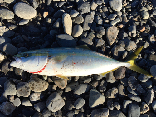 ワラサの釣果