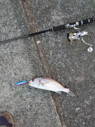 イシモチの釣果