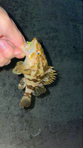 タケノコメバルの釣果