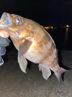 メバルの釣果