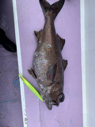 クロムツの釣果