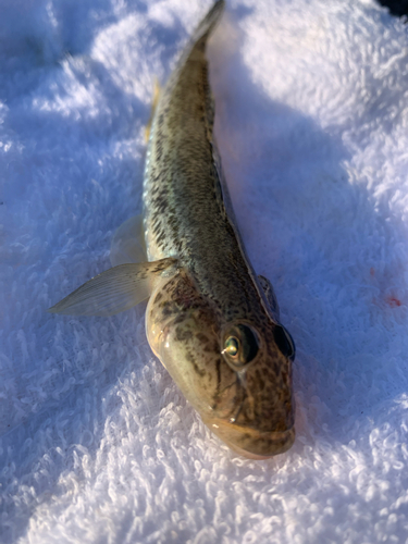 マハゼの釣果