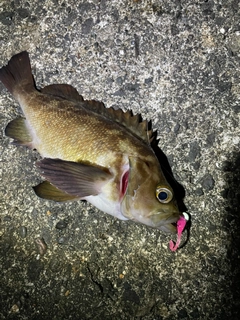 エゾメバルの釣果