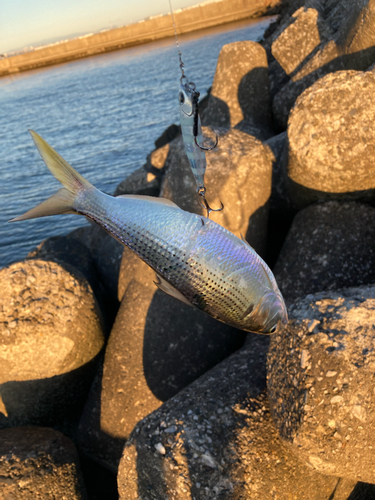 コノシロの釣果