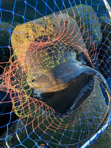 花見川河口で釣れたアカエイの釣り・釣果情報 - アングラーズ