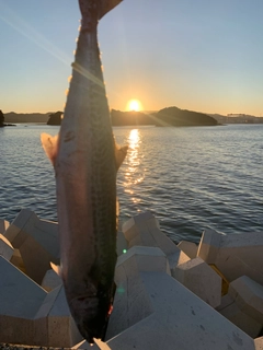 サゴシの釣果