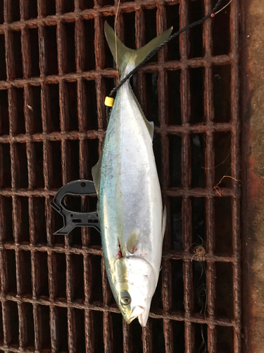 ハマチの釣果