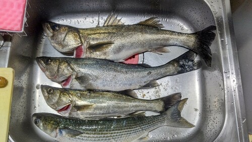 シーバスの釣果