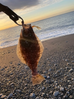 ソゲの釣果