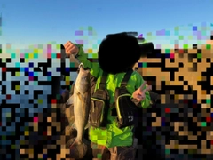 スズキの釣果