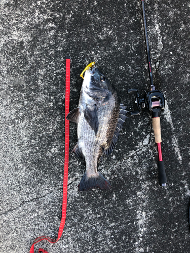 チヌの釣果