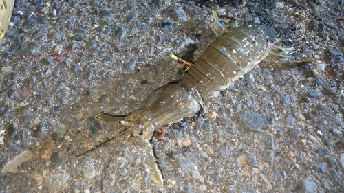 シャコの釣果