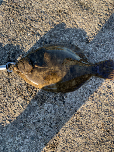 カレイの釣果