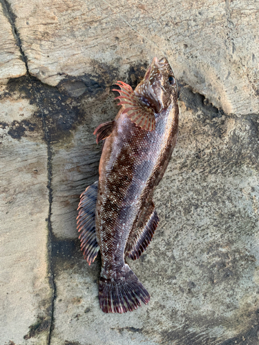 クジメの釣果