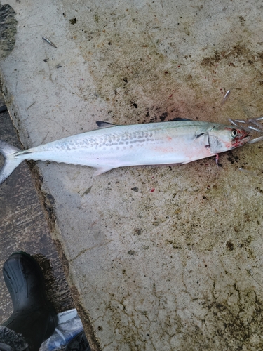 サゴシの釣果