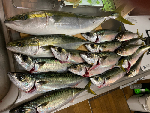 メジロの釣果