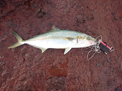 ヒラマサの釣果