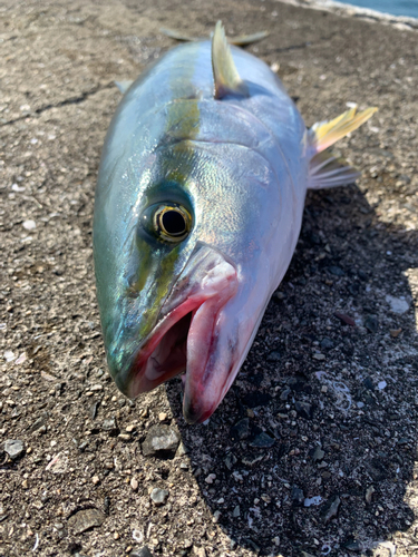 ハマチの釣果