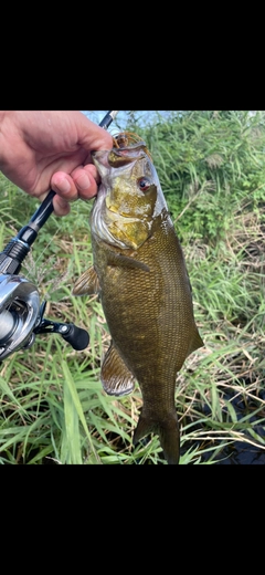 スモールマウスバスの釣果