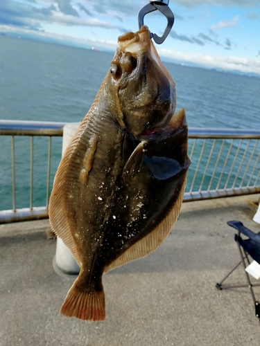 カレイの釣果