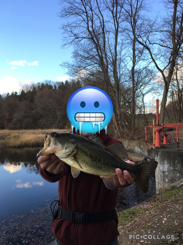 ラージマウスバスの釣果