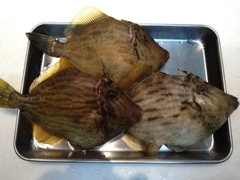 カワハギの釣果