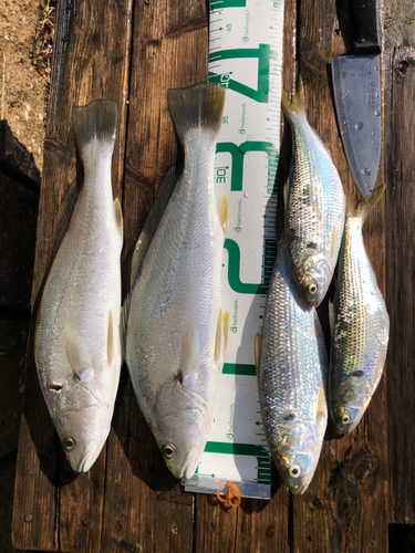 コノシロの釣果