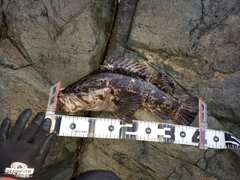 ベッコウゾイの釣果